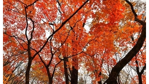搜索枫叶（枫叶交友是什么平台）
