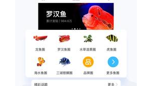 龙巅水族论坛（龙巅水族怎么样）