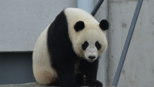下载黑豹（黑豹vp(永久免费)下载）