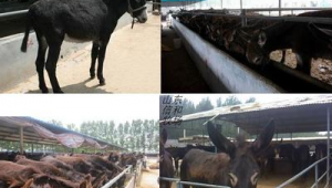 沭阳畜牧站草鸡养殖群在哪（临沭养鸡场）