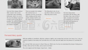 软件小猫咪（下载小猫软件）