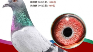 王群立鸽舍（王占占鸽舍）