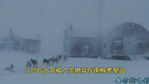 南极考察雪橇犬电影（南极狗电影叫什么名字）
